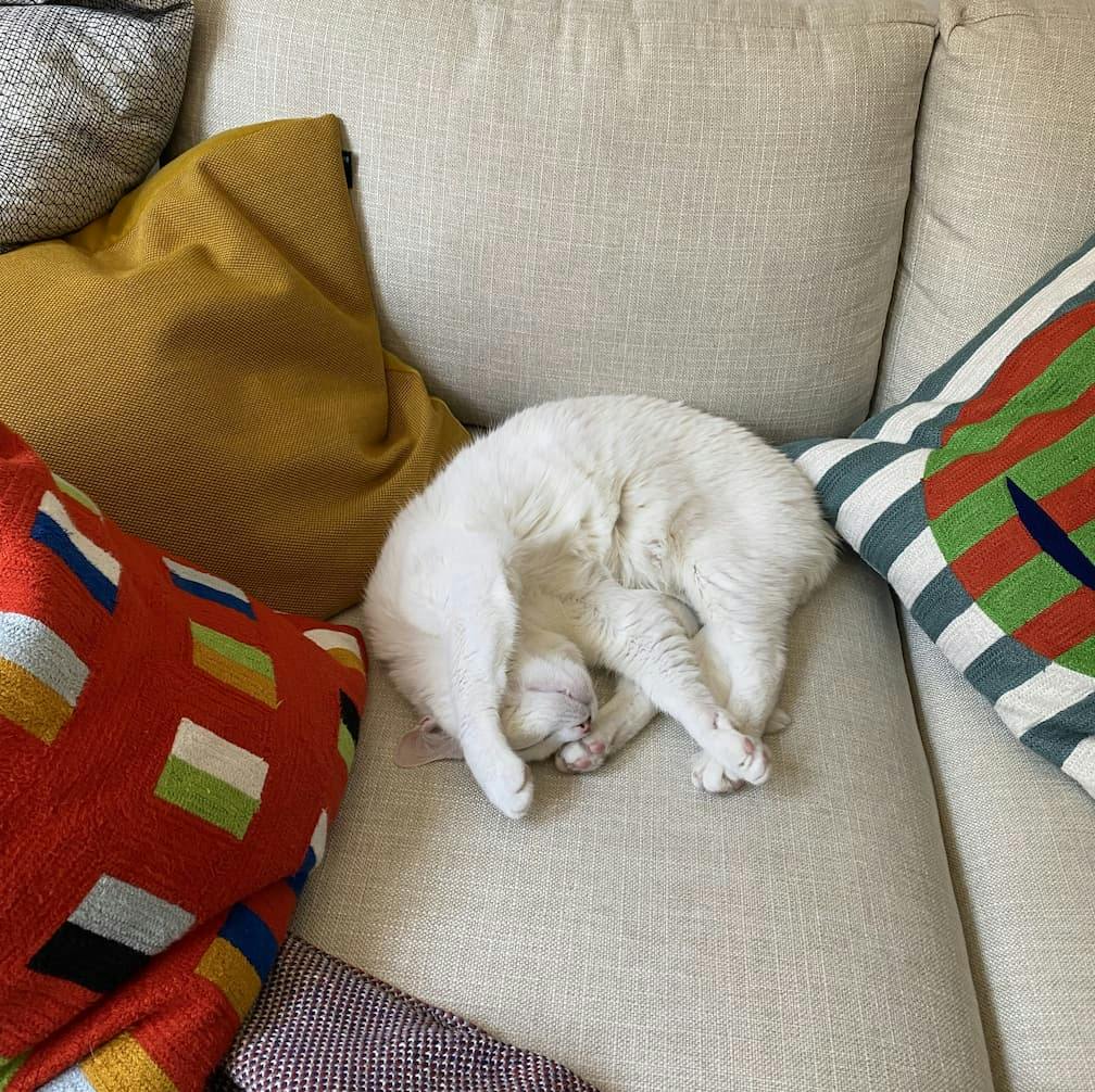 Our cat, Ghost, laying cozily on a couch in a nest of pillows