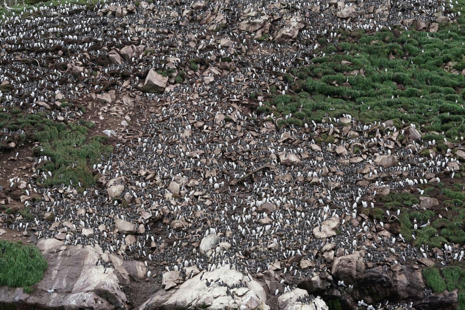 A photo of a cliff on the coast of Newfoundland covered in puffin birds